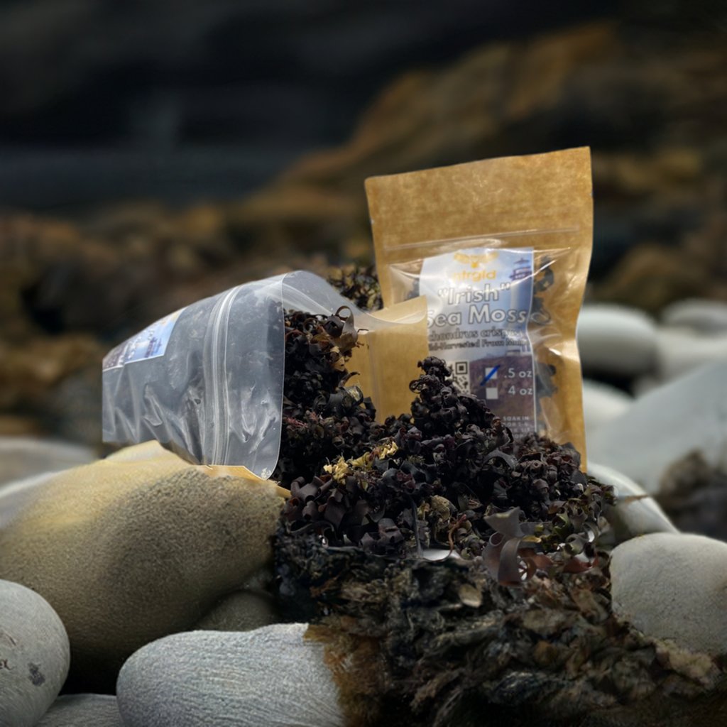 Raw Wild-Harvested “Irish” Sea Moss (Chondrus Crispus) – Neter Gold