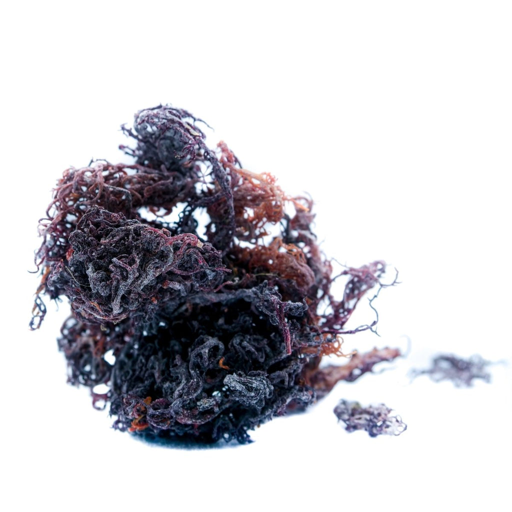 Raw Wildcrafted Sea Moss (Eucheuma Cottonii) - Neter Gold - 4 oz (113g) / Purple - NTRGLD